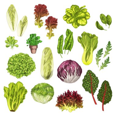 Sebze Yeşiller, salata yaprağı, otlar suluboya set