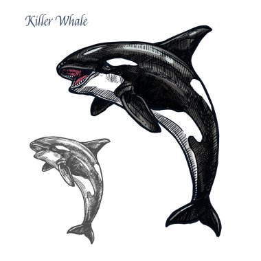 Killer whale or orca sea animal isolated sketch clipart