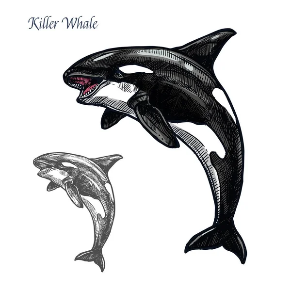 Killerwal oder Orca Meerestier isolierte Skizze — Stockvektor