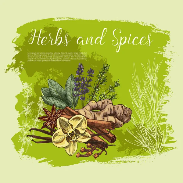 Cartel del boceto de hierbas y especias, diseño de alimentos saludables — Vector de stock
