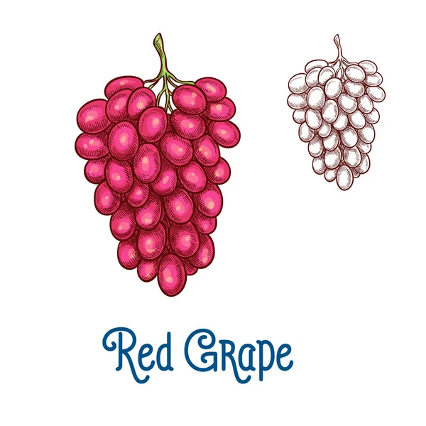 红葡萄果实孤立的食品设计示意图 — 图库矢量图片
