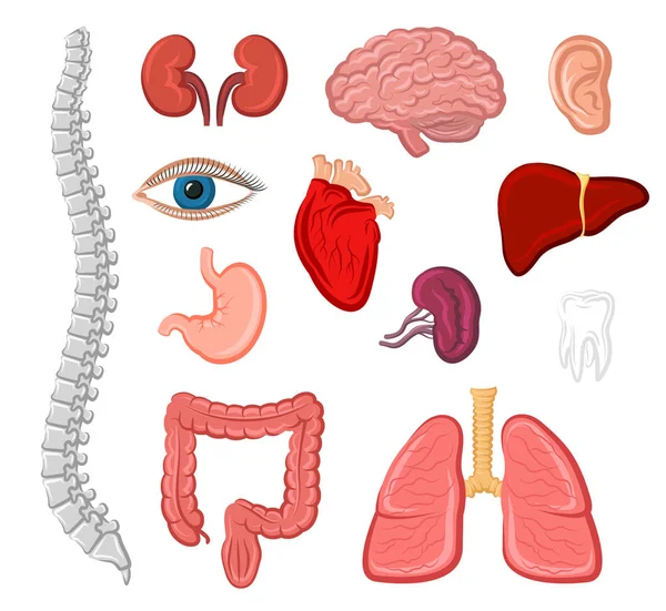 Set di icone isolate per organi umani per il design anatomico — Vettoriale Stock