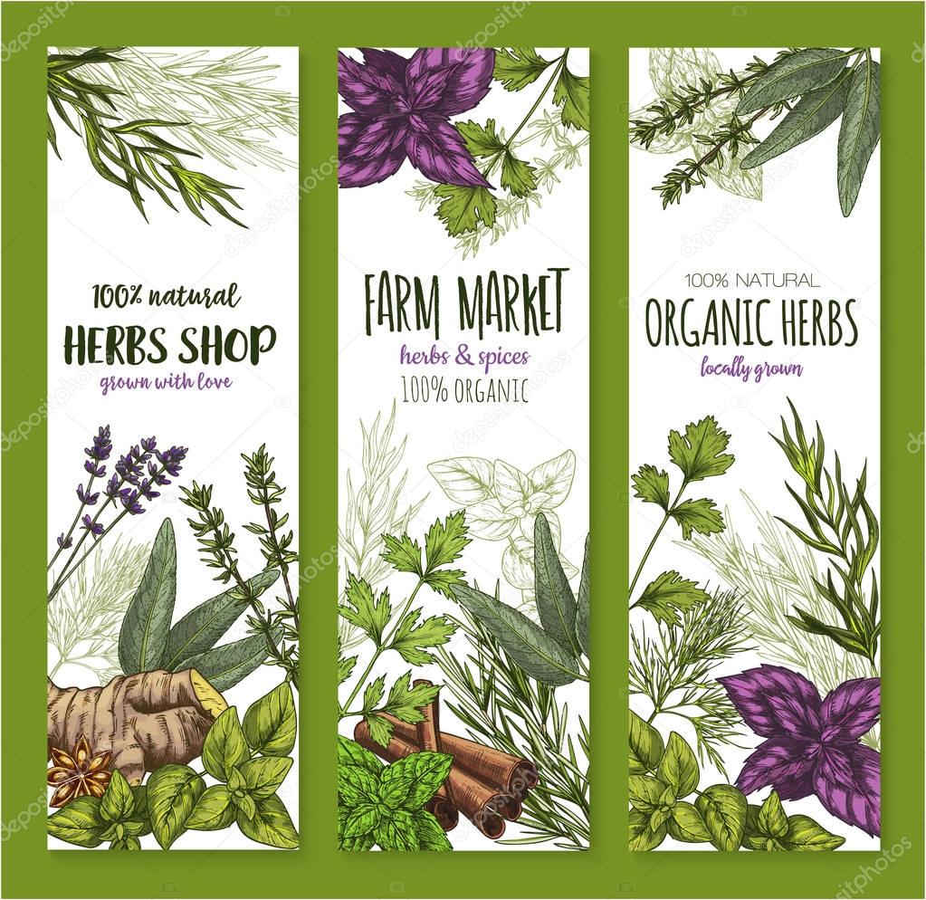 Herb and spice, natural food sketch banner set