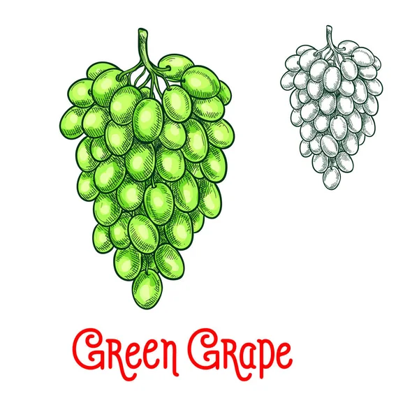 Зелений виноград Векторний ескіз ізольовані фруктові ягоди — стоковий вектор