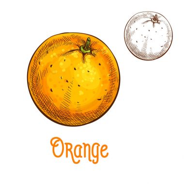 Turuncu meyve vektör kroki izole simgesi