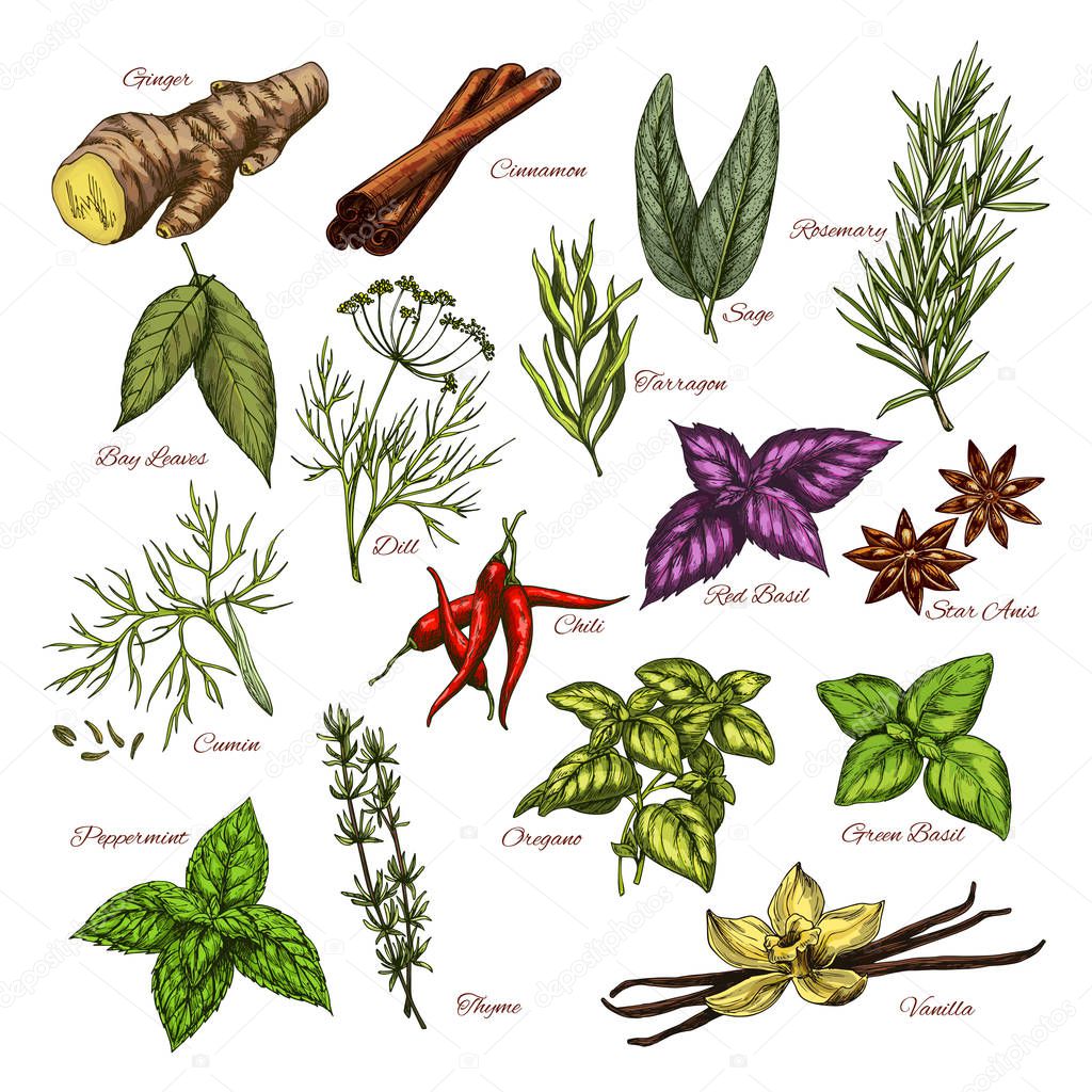 Vector spices and herbs sketch icons of seasonings