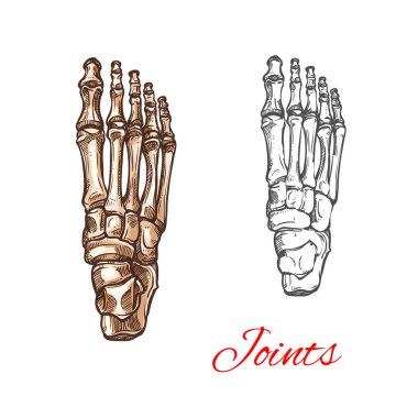 Vector sketch icon of human foot bones or joints clipart