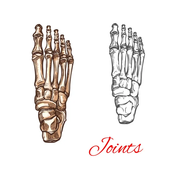 Vector sketch icon of human foot bones or joints — Stock Vector