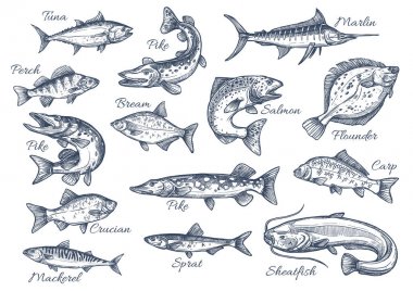 Vector sketch icons of fish of river or sea clipart