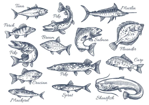 Vector sketch icons of fish of river or sea — Stock Illustration Vector sketch icons of fish of river or sea Stock Vector