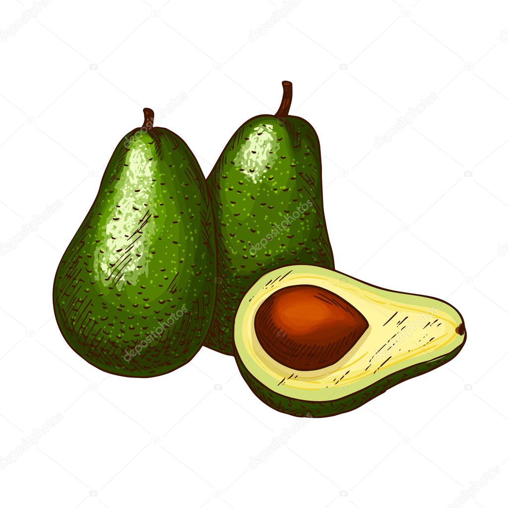 Avocado tropical exotic fruit vector sketch icon