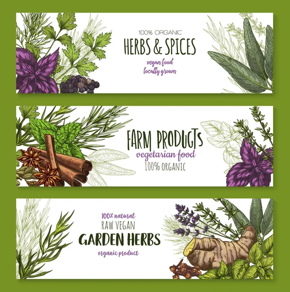 Épices vectorielles et bannières d'herbes pour la boutique — Image vectorielle