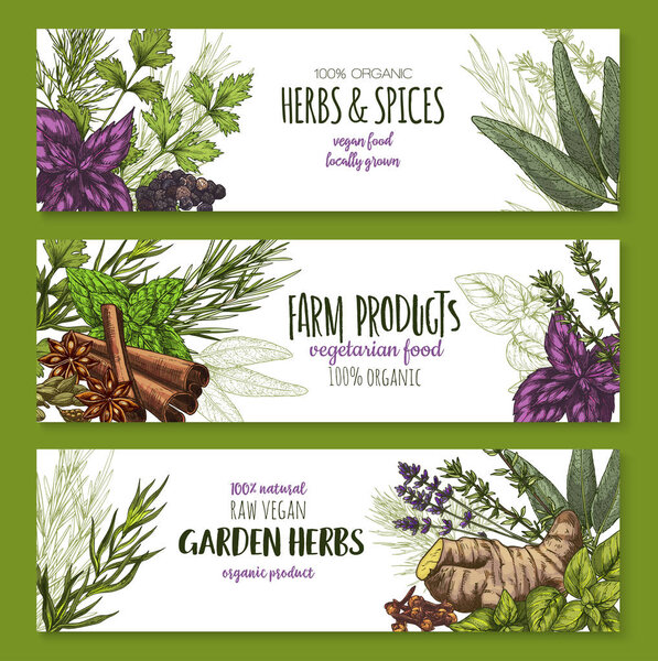 Vector spices and herbs banners for shop