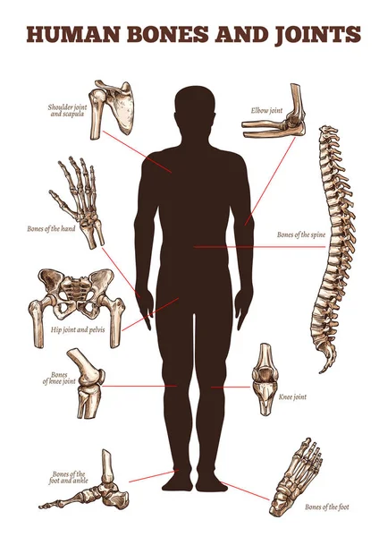 Plakat medycznych wektor wektor ludzkich kości stawów — Wektor stockowy