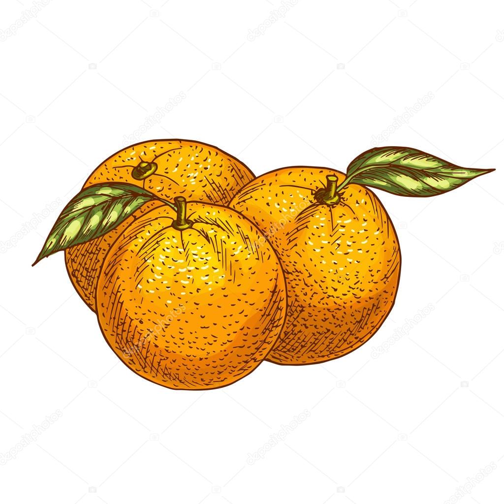 Orange or tangerine fruits vector sketch icon