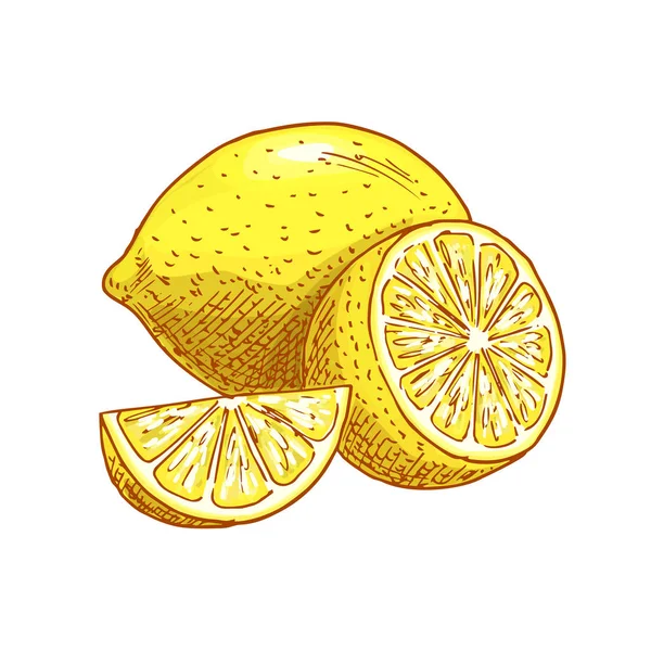Лимонні фрукти нарізані векторний ескіз значок — стоковий вектор
