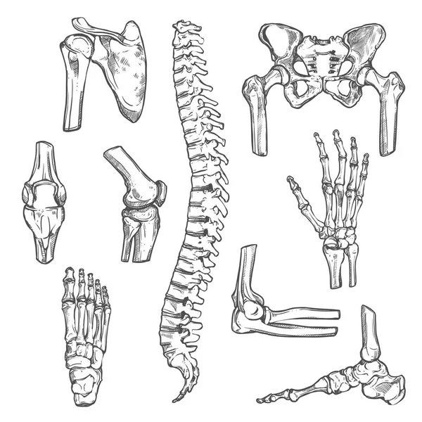 Vector bosquejo iconos de los huesos del cuerpo humano y articulaciones — Vector de stock