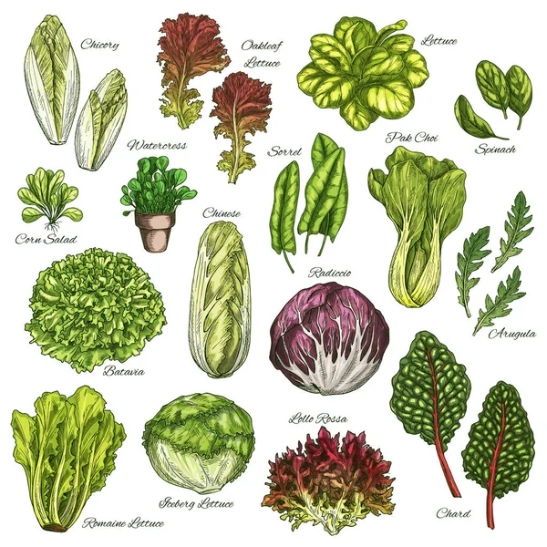 Vector sketch icons set of salads leafy vegetables — Stock Illustration Vector sketch icons set of salads leafy vegetables Royalty Free Stock Illustrations
