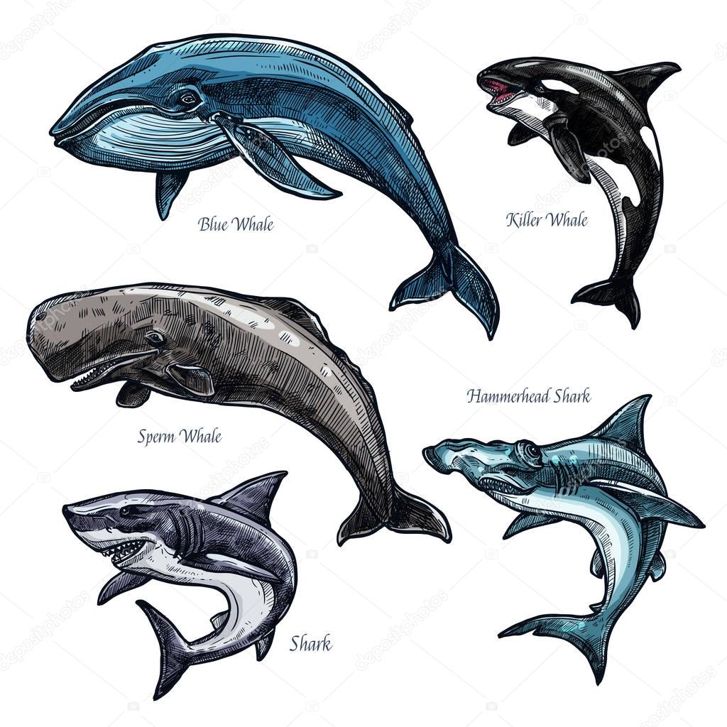 Giant sea animals whale and shark vector icons set