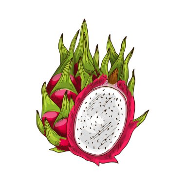 Pembe pitaya ile Dragon meyve izole kroki