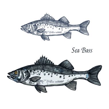 Sea bass fish isolated sketch for seafood design clipart