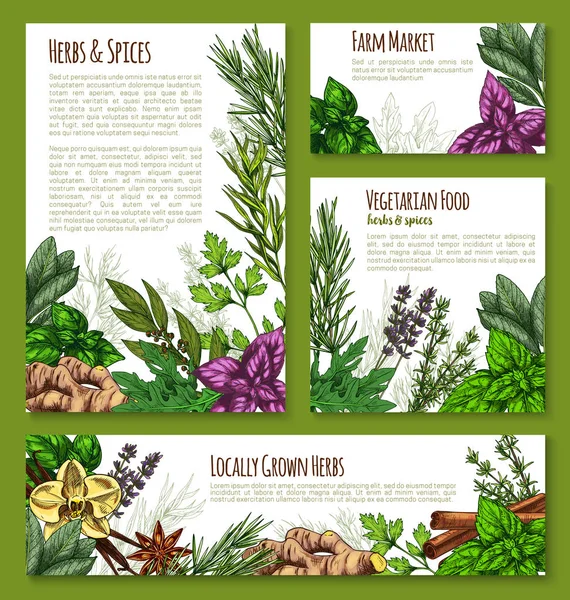 Plantilla de banner de boceto vegetal de hierbas, especias y hojas — Vector de stock