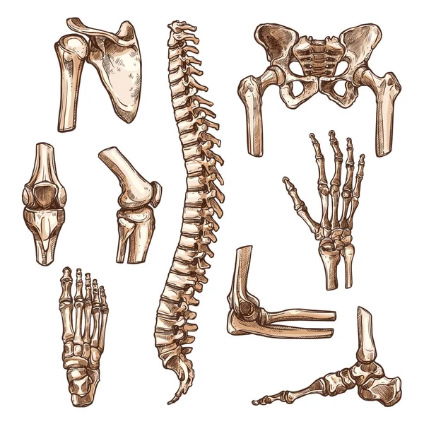 Των οστών και των κοινών ανθρώπινου σκελετού σκίτσο σετ — Διανυσματικό Αρχείο