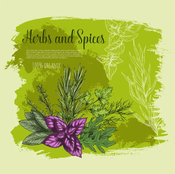 Hierba y especias con póster de boceto de hoja fresca — Vector de stock