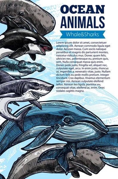 Plakát zvířecích skica oceánu velryba a žralok — Stockový vektor