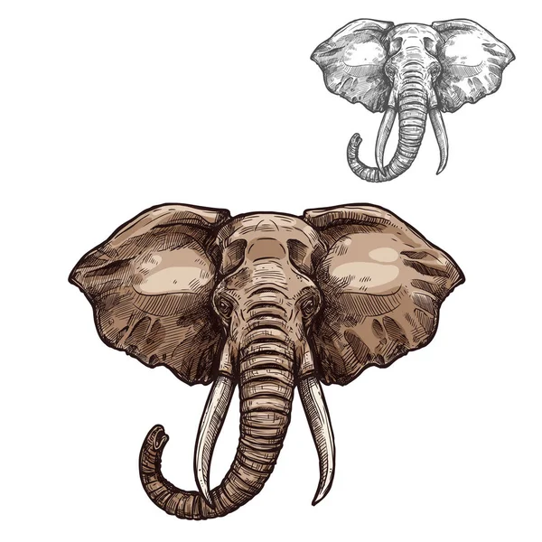 Słoń na białym tle szkicu zwierząt afrykańskich ssaków — Wektor stockowy