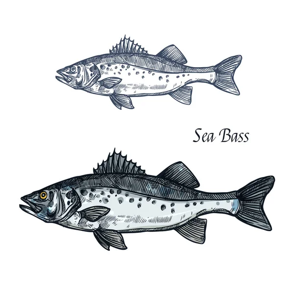 Zeebaars vissen geïsoleerde schets voor zeevruchten ontwerp — Stockvector
