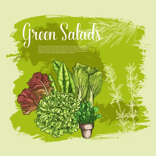 Cartaz vetorial de saladas de alface verduras folhosas — Vetor de Stock