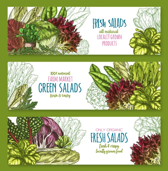 Ensaladas verduras de hoja vector pancartas conjunto — Archivo Imágenes Vectoriales