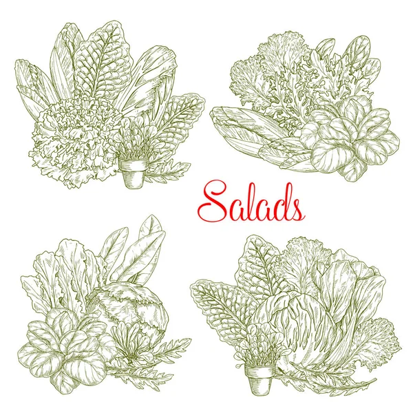 Boceto vectorial ensaladas y lechugas de granja verduras — Vector de stock