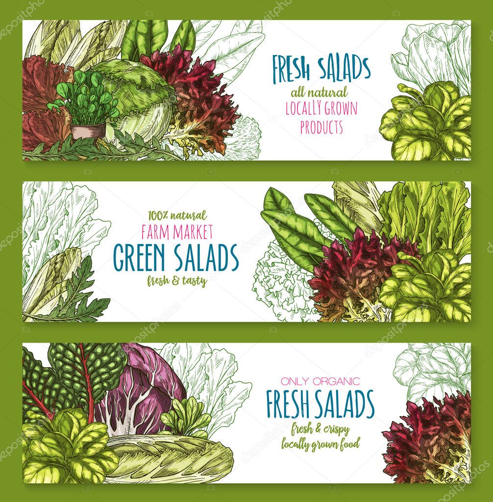 Salads leafy vegetables vector banners set