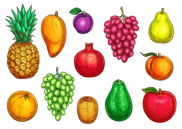 Vector isolated icons of exotic garden fruits — Stock Vector