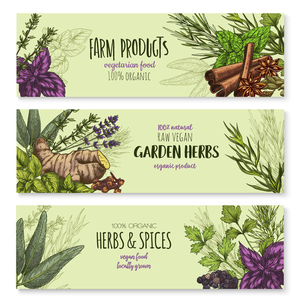 Vector banners set of natural spices and herbs