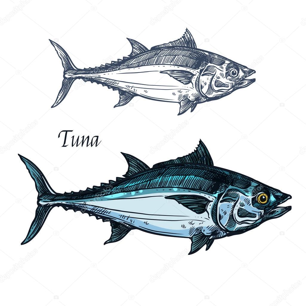 Tuna fish vector sketch icon. Isolated sea or atlantic mackerel scombridae fish species. Isolated marine fauna symbol for seafood or fish food restaurant sign emblem, fishing club or fishery market