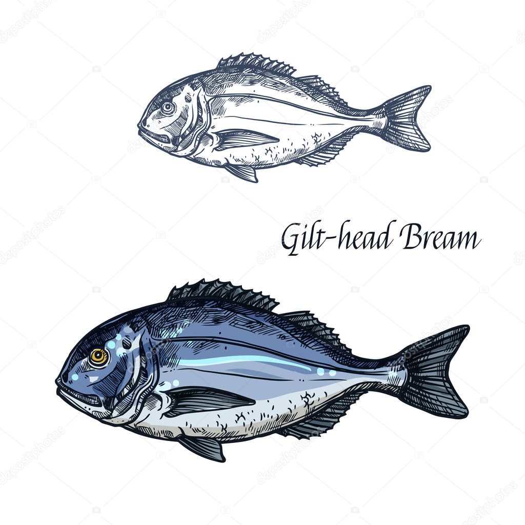 Bream fish vector sketch icon. Isolated sea or atlantic gilt-head bream or dorado fish. Isolated marine fauna symbol for seafood or fish food restaurant sign emblem, fishing club or fishery market