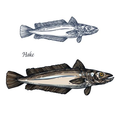 Hake balık, deniz ürünleri yemek tasarım kroki izole.