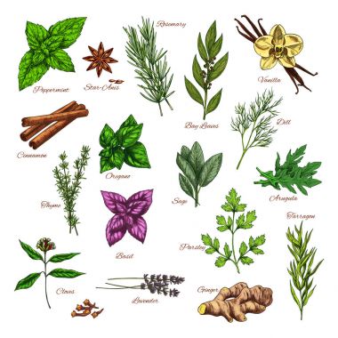 Mutfak ot ve baharat gıda tasarım için kroki