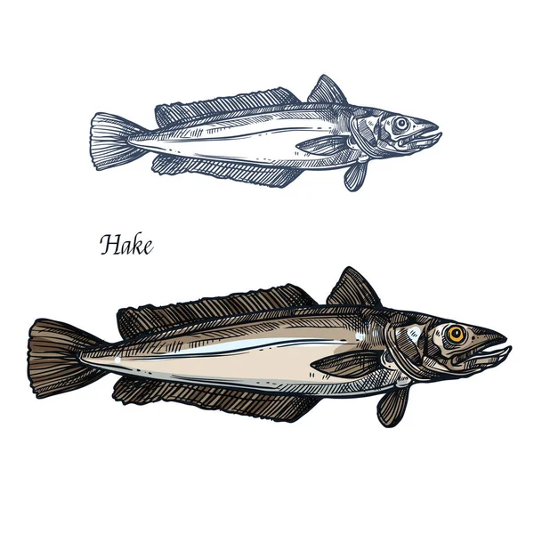 Peixe de pescada, marisco esboço isolado para design de alimentos — Vetor de Stock