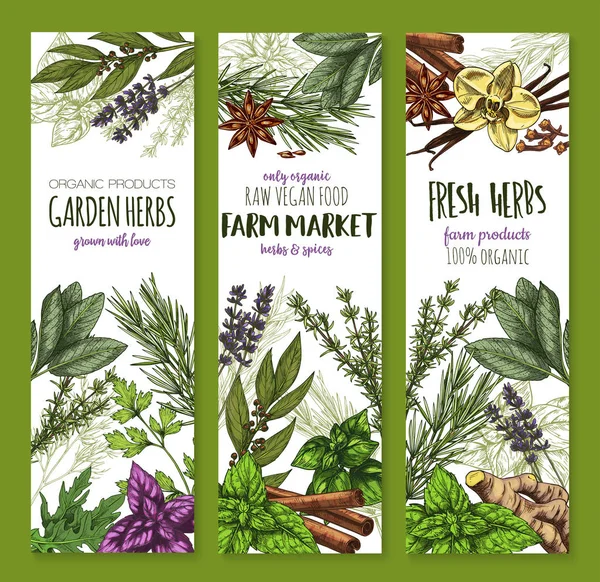 Herb e especiarias, banner de esboço de comida fresca jardim — Vetor de Stock