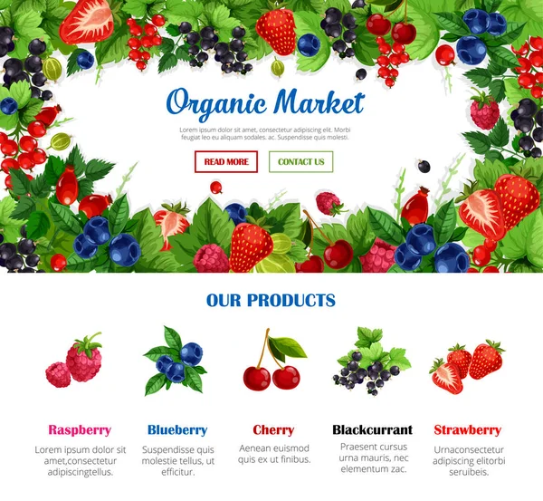 Cartaz de frutas e bagas para design de alimentos orgânicos — Vetor de Stock