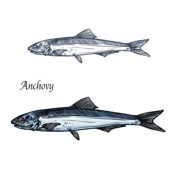 Bosquejo aislado de pez anchoa para el diseño de mariscos — Vector de stock