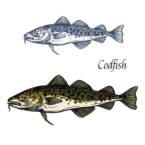 Cod fish vector isolated sketch icon