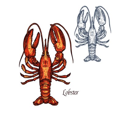 Lobster seafood vector isolated sketch icon clipart