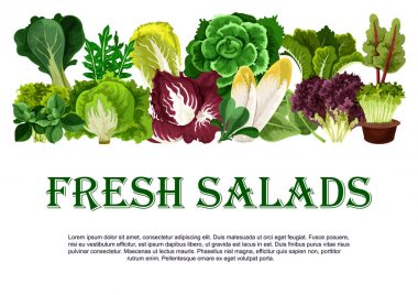 Vektör poster taze salata yapraklı sebze