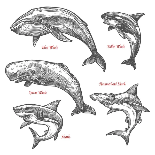 Giant sea animals shark whales vector sketch icons — Stock Vector