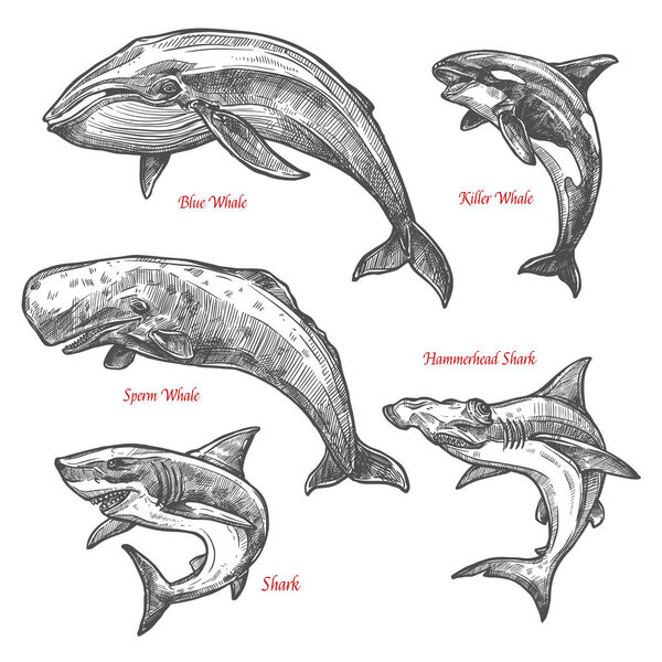Giant sea animals shark whales vector sketch icons